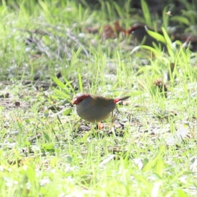 Neochmia temporalis (Red-browed Finch) at Cook, ACT - 4 May 2023 by Tammy