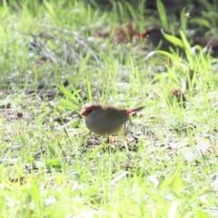 Neochmia temporalis (Red-browed Finch) at Cook, ACT - 4 May 2023 by Tammy