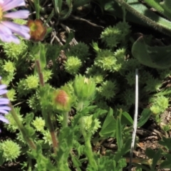 Scleranthus diander (Many-flowered Knawel) at Top Hut TSR - 15 Nov 2020 by AndyRoo