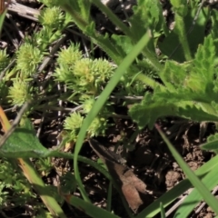 Scleranthus diander at Dry Plain, NSW - 15 Nov 2020