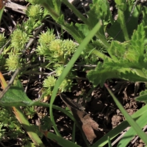 Scleranthus diander at Dry Plain, NSW - 15 Nov 2020