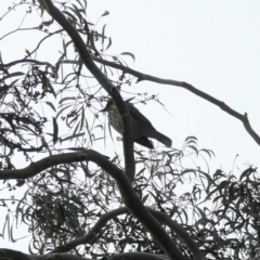 Oriolus sagittatus (Olive-backed Oriole) at Phillip, ACT - 5 May 2023 by stofbrew