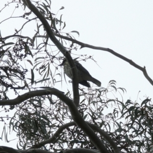 Oriolus sagittatus at Phillip, ACT - 5 May 2023 08:41 AM