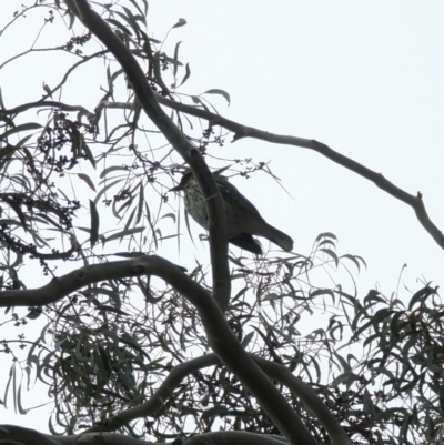 Oriolus sagittatus (Olive-backed Oriole) at Phillip, ACT - 5 May 2023 by stofbrew