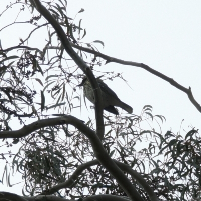 Oriolus sagittatus (Olive-backed Oriole) at Phillip, ACT - 4 May 2023 by stofbrew