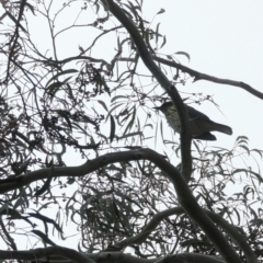 Oriolus sagittatus at Phillip, ACT - 5 May 2023