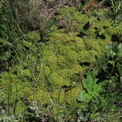 Scleranthus brockiei (Brock Knawel) at Top Hut TSR - 15 Nov 2020 by AndyRoo