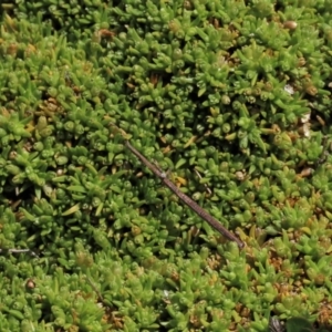 Scleranthus brockiei at Dry Plain, NSW - 15 Nov 2020