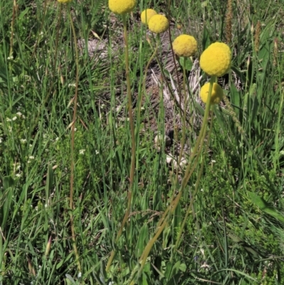 Craspedia variabilis (Common Billy Buttons) at Dry Plain, NSW - 15 Nov 2020 by AndyRoo