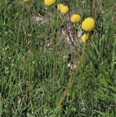 Craspedia variabilis (Common Billy Buttons) at Dry Plain, NSW - 15 Nov 2020 by AndyRoo