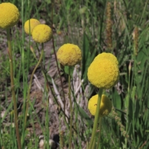 Craspedia variabilis at Dry Plain, NSW - 15 Nov 2020