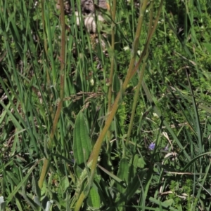 Craspedia variabilis at Dry Plain, NSW - suppressed