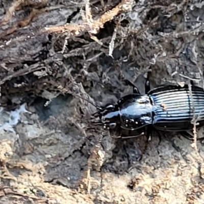 Pterostichini (tribe) (A Carabid beetle) at QPRC LGA - 5 May 2023 by trevorpreston