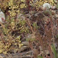 Scleranthus diander (Many-flowered Knawel) at Top Hut TSR - 17 Dec 2022 by AndyRoo