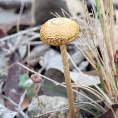 Protostropharia semiglobata (Dung Roundhead) at QPRC LGA - 5 May 2023 by trevorpreston