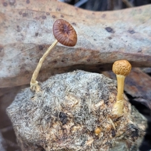 Protostropharia semiglobata at Carwoola, NSW - 5 May 2023