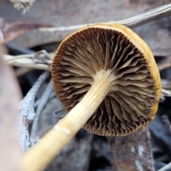 Protostropharia semiglobata at Carwoola, NSW - 5 May 2023