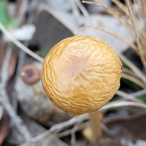 Protostropharia semiglobata at Carwoola, NSW - 5 May 2023 12:12 PM