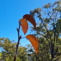 Pyrus ussuriensis (Manchurian Pear) at Scrivener Hill - 5 May 2023 by Mike