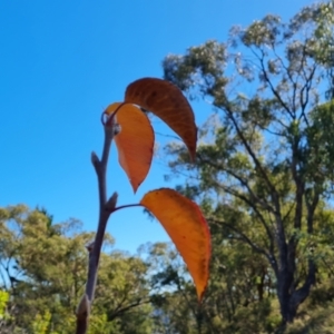 Pyrus ussuriensis at O'Malley, ACT - 5 May 2023