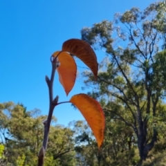 Pyrus ussuriensis (Manchurian Pear) at O'Malley, ACT - 5 May 2023 by Mike