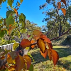 Pyrus ussuriensis at O'Malley, ACT - 5 May 2023