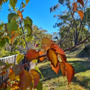 Pyrus ussuriensis at O'Malley, ACT - 5 May 2023