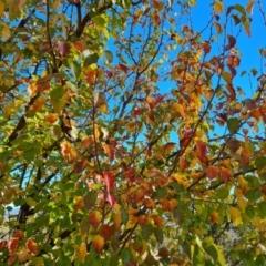 Pyrus ussuriensis at O'Malley, ACT - 5 May 2023