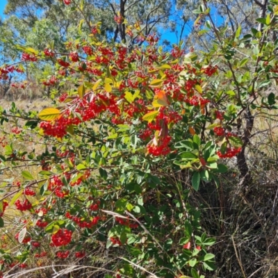 Cotoneaster glaucophyllus (Cotoneaster) at Scrivener Hill - 5 May 2023 by Mike