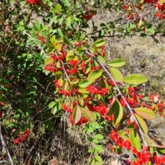 Cotoneaster glaucophyllus at O'Malley, ACT - 5 May 2023