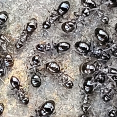 Formicidae (family) (Unidentified ant) at Stony Creek Nature Reserve - 5 May 2023 by trevorpreston