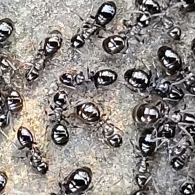 Formicidae (family) (Unidentified ant) at QPRC LGA - 5 May 2023 by trevorpreston