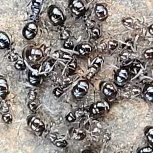 Formicidae (family) at Carwoola, NSW - 5 May 2023