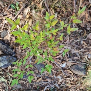 Nandina domestica at O'Malley, ACT - 5 May 2023