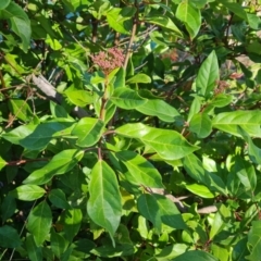 Viburnum tinus (Laurustinus) at O'Malley, ACT - 5 May 2023 by Mike