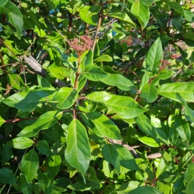 Viburnum tinus (Laurustinus) at Scrivener Hill - 5 May 2023 by Mike