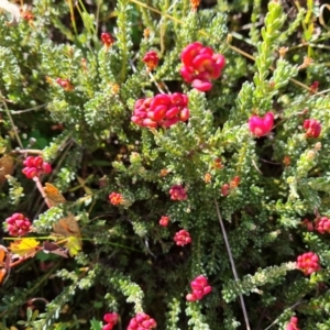 Grevillea sp. at O'Malley, ACT - 5 May 2023 12:37 PM