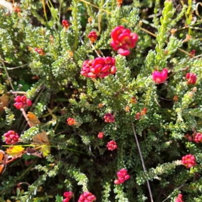 Grevillea sp. (Grevillea) at Scrivener Hill - 5 May 2023 by Mike