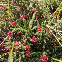 Grevillea sp. at O'Malley, ACT - 5 May 2023 12:37 PM