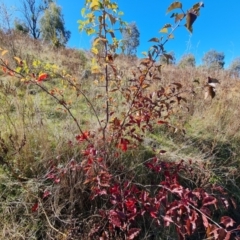 Pyrus calleryana (Callery Pear) at Scrivener Hill - 5 May 2023 by Mike