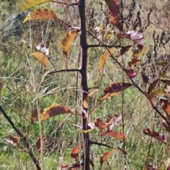 Pyrus calleryana at O'Malley, ACT - 5 May 2023