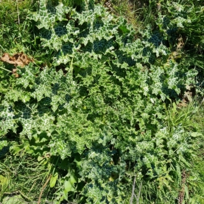 Silybum marianum (Variegated Thistle) at Scrivener Hill - 5 May 2023 by Mike