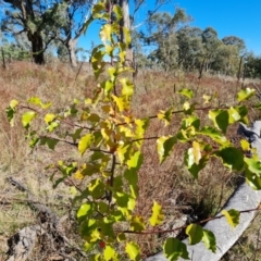 Pyrus sp. (An Ornamental Pear) at Scrivener Hill - 5 May 2023 by Mike