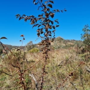 Prunus sp. at O'Malley, ACT - 5 May 2023