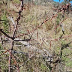 Prunus sp. at O'Malley, ACT - 5 May 2023 11:45 AM