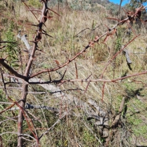 Prunus sp. at O'Malley, ACT - 5 May 2023