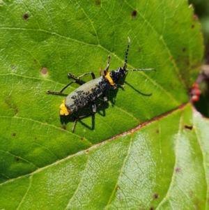 Chauliognathus lugubris at O'Malley, ACT - 5 May 2023