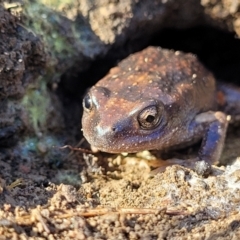 Limnodynastes dumerilii at QPRC LGA - 5 May 2023 by trevorpreston