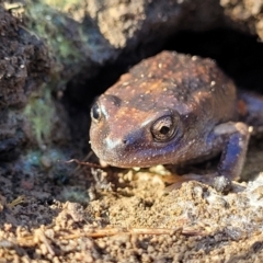 Unidentified Frog at Carwoola, NSW - 5 May 2023 by trevorpreston