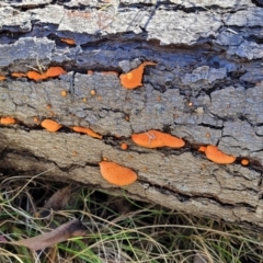 Trametes coccinea (Scarlet Bracket) at Stony Creek Nature Reserve - 5 May 2023 by trevorpreston